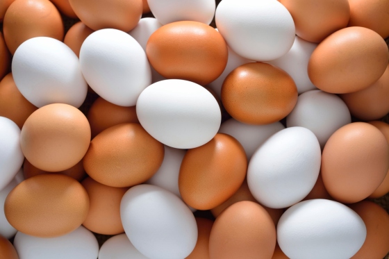 Teaching ideas - eggs